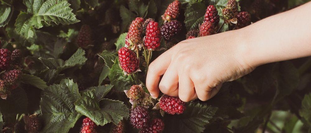 5 Easy Ingredients to Introduce to Your Diet to Maintain Good Health